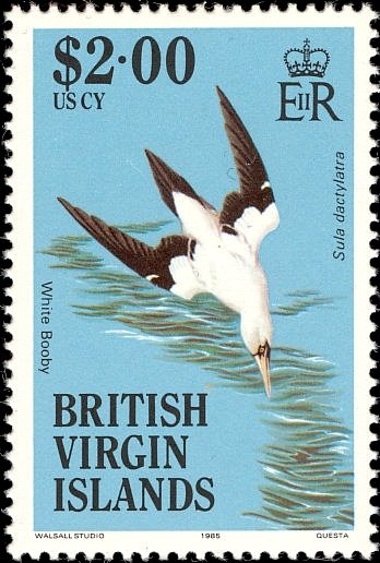Masked Booby (Sula dactylatra)
