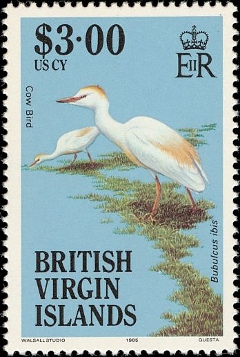 Cattle Egret (Bubulcus ibis)