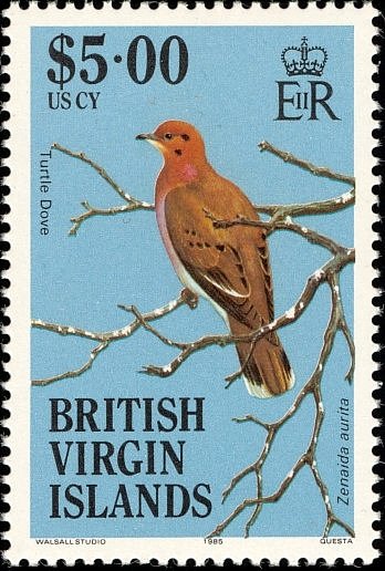 Zenaida Dove (Zenaida aurita)