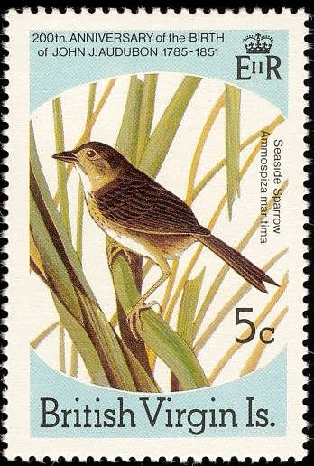Seaside Sparrow  (Ammodramus maritimus)