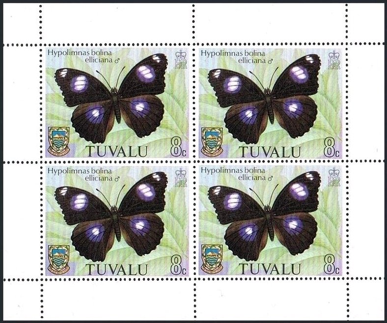 Common Eggfly (Hypolimnas bolina ssp. elliciana)