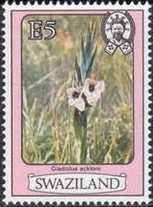 Gladiolus ecklonii