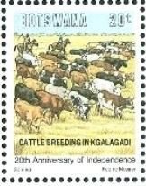 Cattle, Kgalagadi