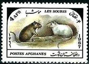 Mice