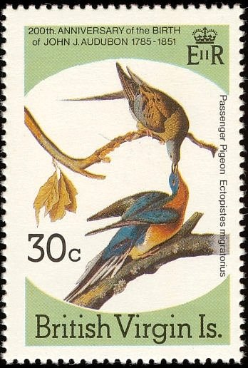 Passenger Pigeon (Ectopistes migratoria)