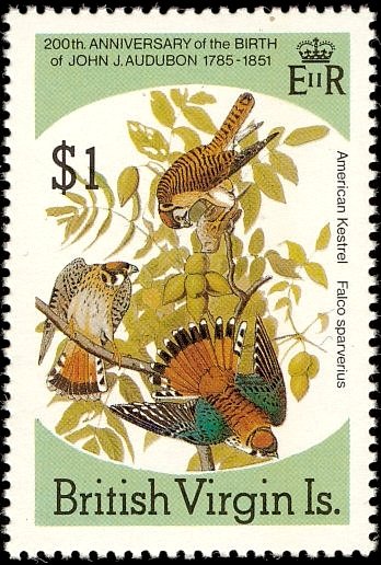 American Kestrel (Falco sparverius)