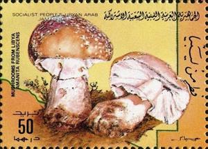 Stamp, Amanita rubescens, Libya,  , Mushrooms