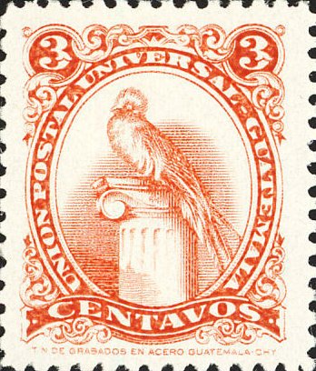 Quetzal (Pharomachrus mocinno)