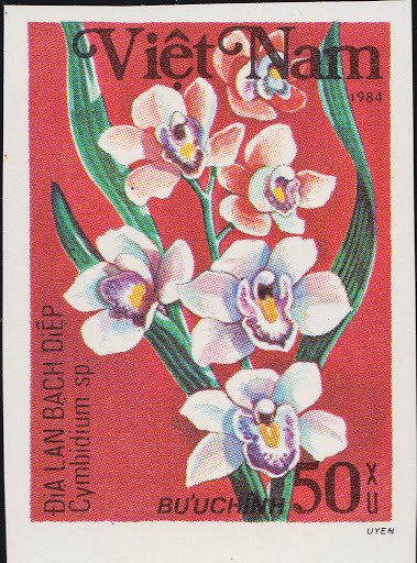 Cymbidium sp