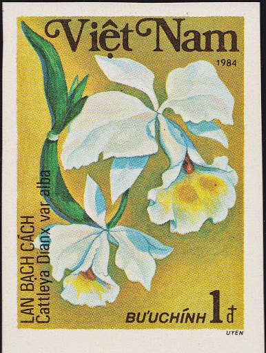 Cattleya Dianx var alba