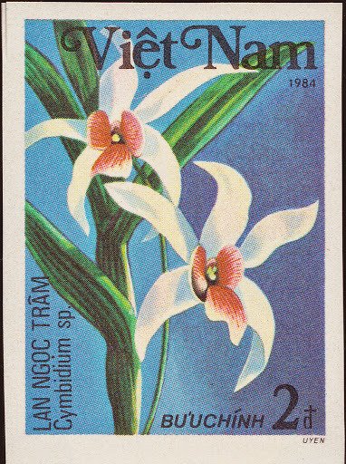 Cymbidium sp.