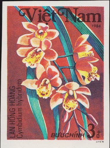 Cymbidium hybridum