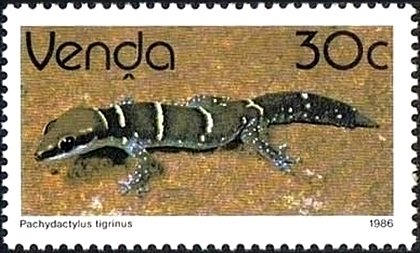 Stamp, Tiger Thick-toed Gecko (Pachydactylus tigrinus), South Africa, Homelands,  , Reptiles, Lizards