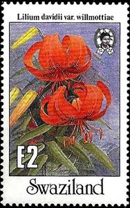 Stamp, Lilium davidii, Swaziland,  , Flowers