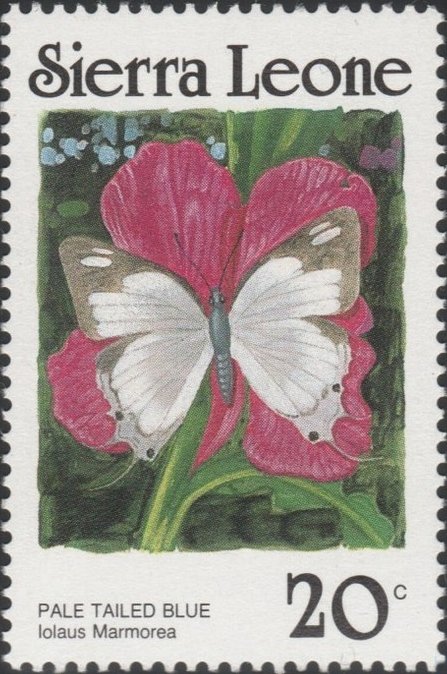Pale-tailed Blue (Iolaus marmorea)