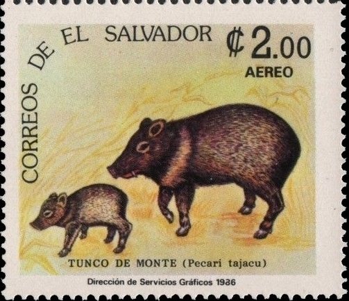Collared Peccary (Tayassu tajacu)