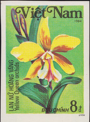 Yellow queen orchids