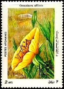 Oenothera affinis