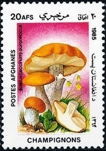 Stamp, Boletus auran, Afghanistan,  , Mushrooms