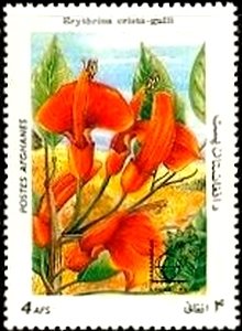 Erythrina crista-galli