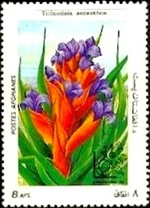 Stamp, Tillandsia aeranthos, Afghanistan,  , Flowers, Plants (Flora)