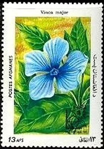 Vinca major