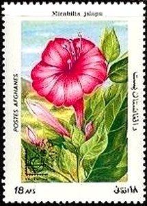 Mirabilis jalapa