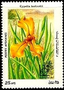 Cypella herbertii