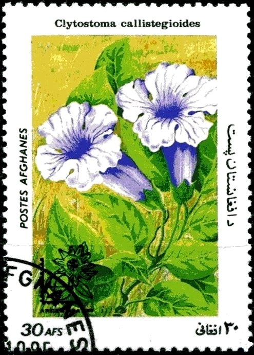 Clytostoma callistegioides