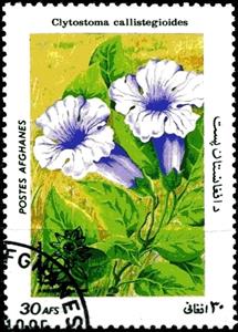 Stamp, Clytostoma callistegioides, Afghanistan,  , Flowers, Plants (Flora)