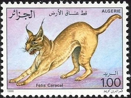 Carakal (Caracal caracal)