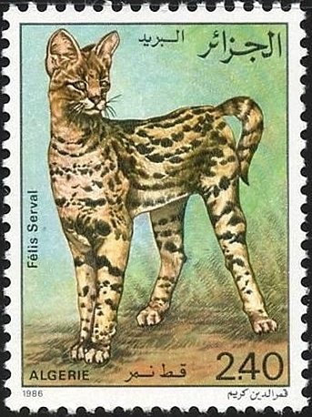 Serval (Leptailurus serval)