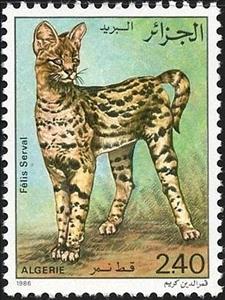Stamp, Serval (Leptailurus serval), Algeria,  , Animals (Fauna)