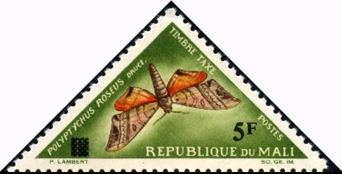Moth (Polypthychus roseus)