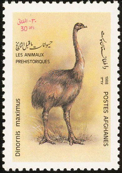 Dinornis maximus