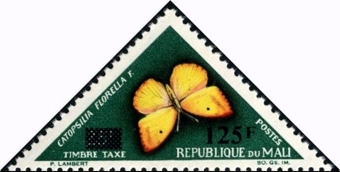 African Migrant (Catopsilia florella)