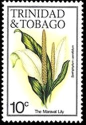Maraval Lily (Spathiphyllum cannifolium)