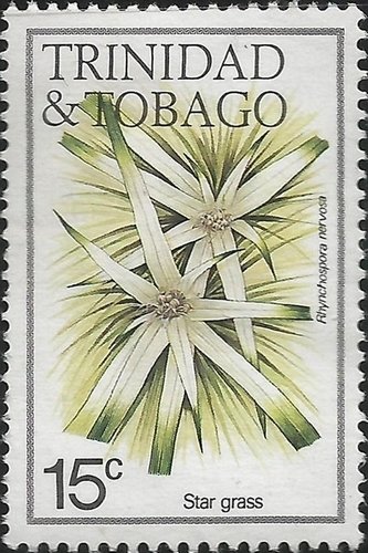Star grass (Rhynchospora nervosa)