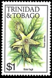 Bois l'aglio (Ryania speciosa)