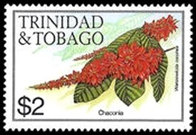 Chaconia (Warszewiczia coccinea)