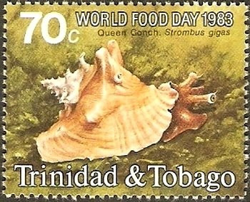 Queen Conch (Lobatus gigas) 
