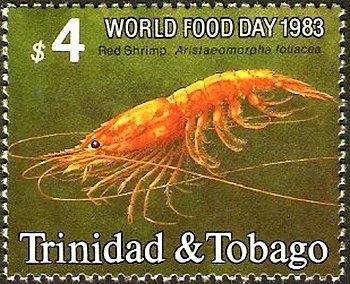 Giant Red Shrimp (Aristaeomorpha foliacea)
