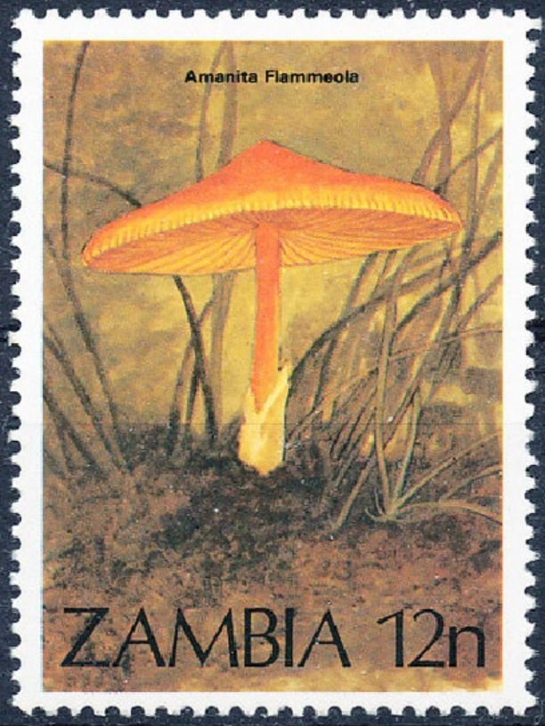 Amanita flammeola
