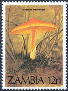 Stamp, Amanita flammeola, Zambia,  , Mushrooms