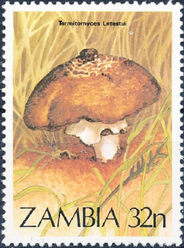 Termitomyces letestui