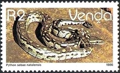 Southern African Python (Python sebae natalensis)