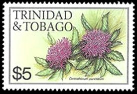 Stamp, Lark daisy (Centratherum punctatum), Trinidad and Tobago,  , Flowers