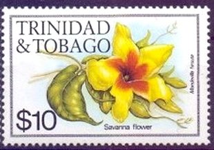 Savanna flower (Mandevilla hirsuta)
