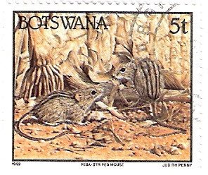 Striped mouse
