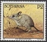 Bushveld elephant shrew